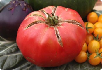 Tomato 'Abe Lincoln Original'