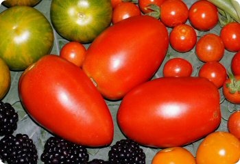 Tomato 'Amish Paste'