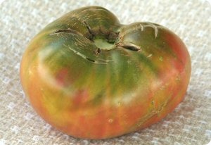 Tomato Ananas Noire
