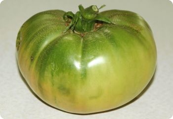 Tomato 'Aunt Ruby's German Green'