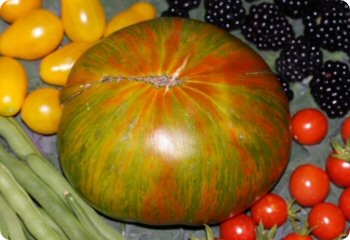 Tomato 'Berkeley Tie-Dye'