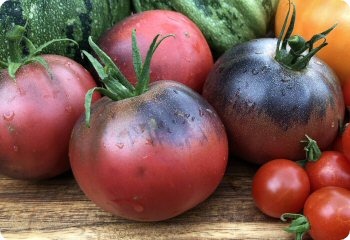 Tomato 'Black Beauty'