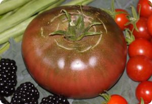Tomato 'Black Krim'