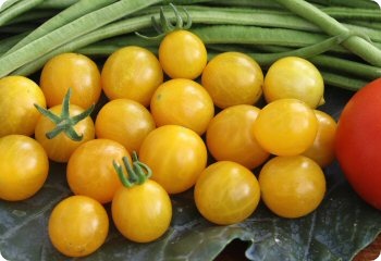 Tomato 'Blondkopfchen'