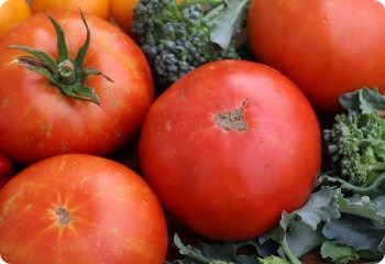 Tomato 'Brandywine OTV'