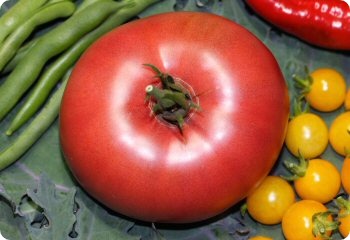 Tomato 'Brandywine' (Sudduth's)