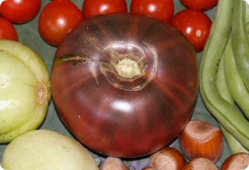 Tomato 'Cherokee Purple'