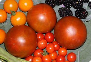 Creme Brulee Tomato