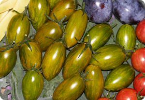 Green Tiger Tomato