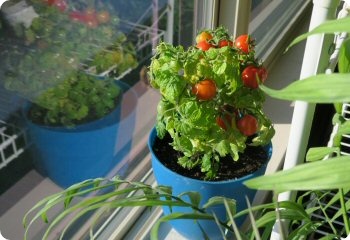 Tomato 'House'