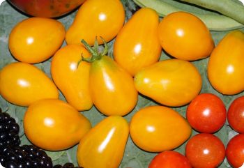 tomato ildi