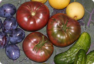 Indian Zebra Tomato