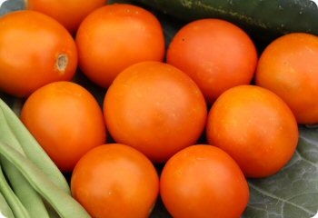 Tomato 'Jaune Flamme'