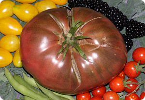 Tomato JD's Special C-Tex Tomato