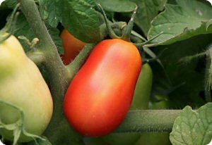 Tomato 'Martino's Roma'