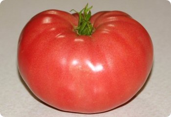 Tomato 'Mortgage Lifter'