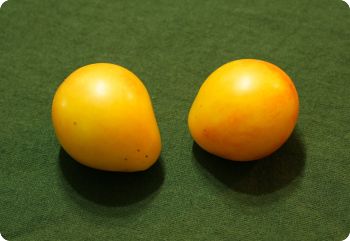 tomato piedmont pear