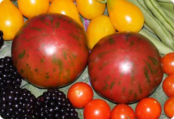 tomato pink boar