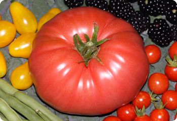 Tomato 'Pink Pioneer'