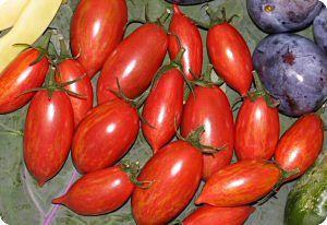 Tomato 'Pink Tiger'