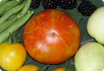 tomato red boar