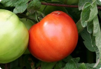 Tomato 'Thessaloniki'