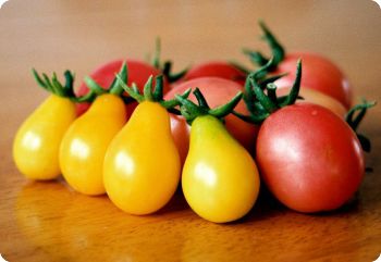 tomato yellow pear