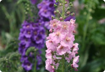 verbascum phoeniceum mixed