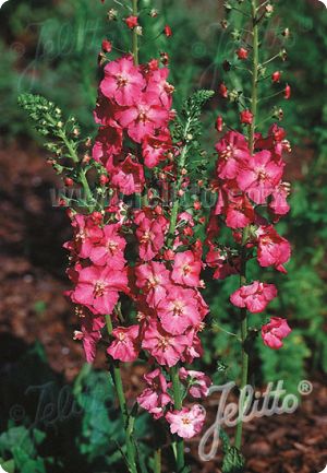 Verbascum phoeniceum 'Rosetta'