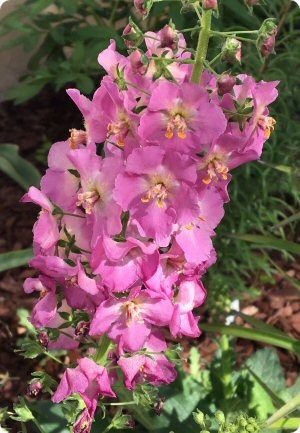 Verbascum 'Rosetta'