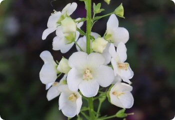 Verbascum phoeniceum 'White Bride'