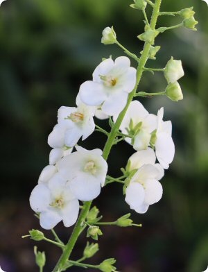 Verbascum 'White Bride'