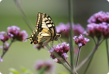 Verbena bonariensis