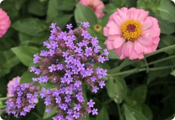 Verbena bonariensis Lollipop