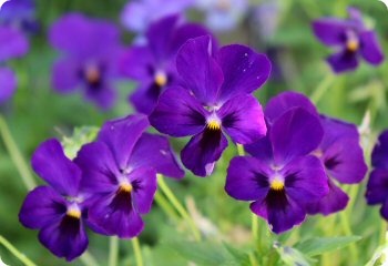 Viola 'Admiration'