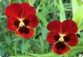 Viola 'Arkwright Ruby'