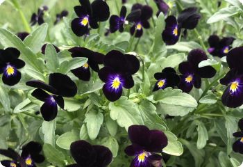 Viola 'Bowles Black'