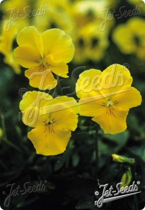 Viola 'Lutea Splendens'