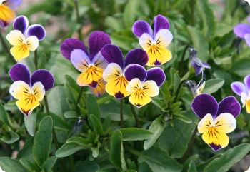 Viola tricolor Helen Mount