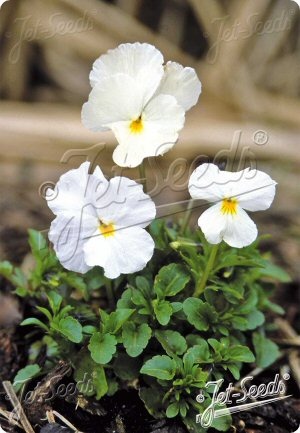 Viola 'White Perfection'