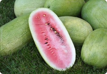 Watermelon 'Charleston Gray'