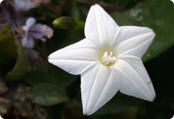 White Cypress Vine