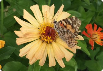 zinnia cactus flowered cream