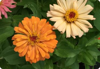 zinnia cactus flowered gold