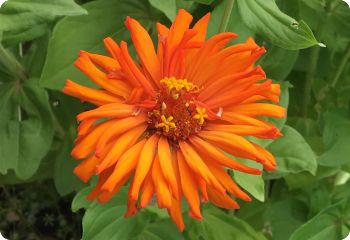 zinnia cactus flowered orange