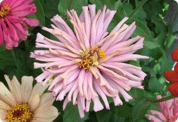 zinnia cactus flowerd pink