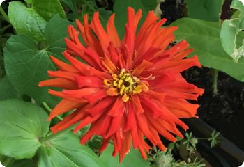 zinnia cactus flowered red