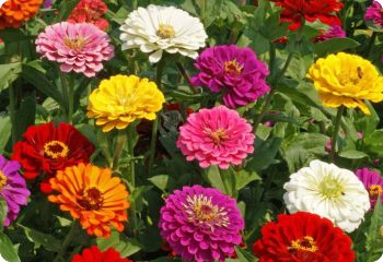 Zinnia California Giants