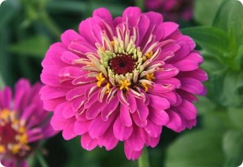 Zinnia 'California Giants'