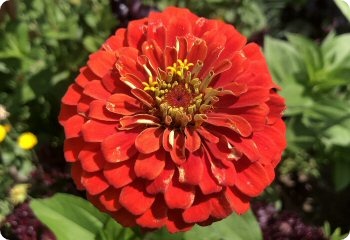 Zinnia 'California Giants'